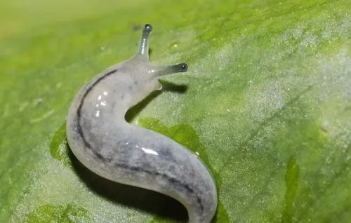 蛞蝓咬食叶和果 防治办法看这里