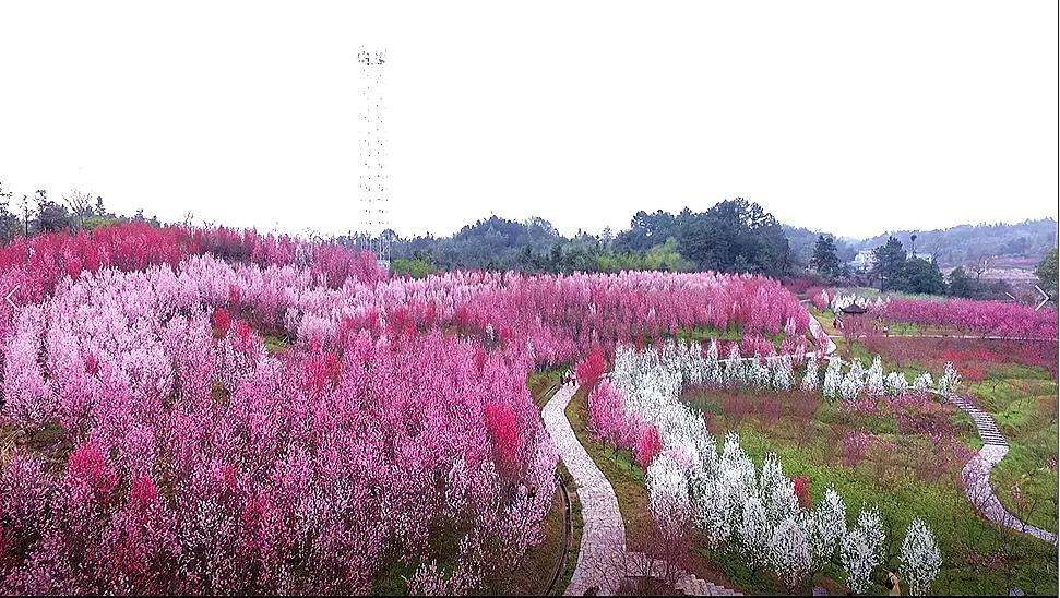 常德桃花源景区发布10大免票,6大优惠政策