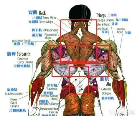 打破传统的背部训练套路6个分区3种动作模式打造完美背部