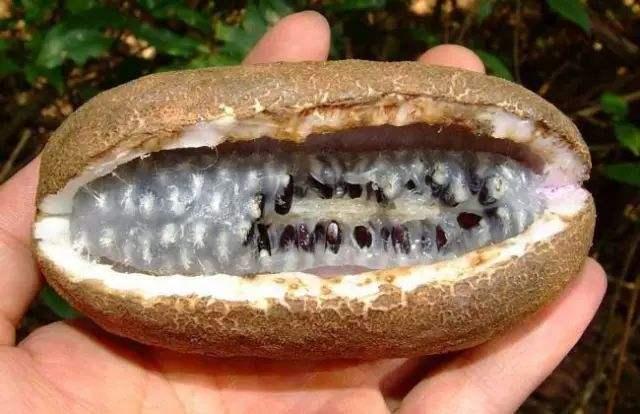 人称"香蜜果",口感比蜜甜,一斤卖20元,市场需求高,可种吗_腾讯新闻