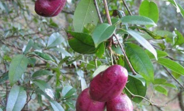 人称"香蜜果",口感比蜜甜,一斤卖20元,市场需求高,可种吗_腾讯新闻