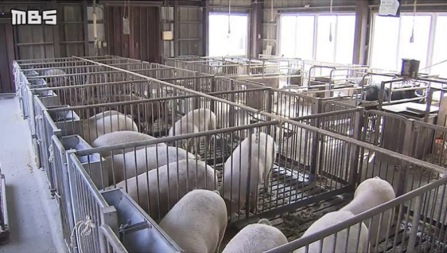 日本农业职高真的养猪又种菜网友看完好想去