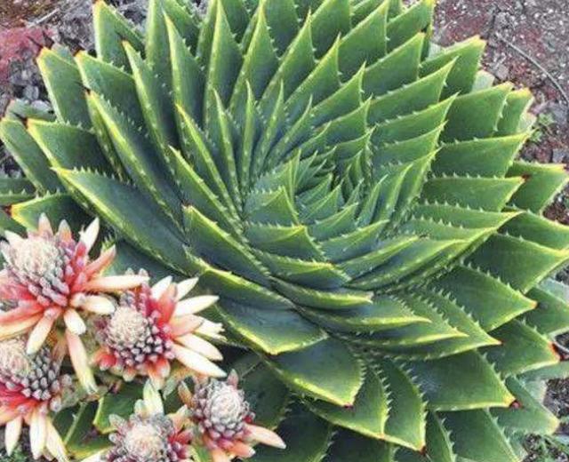 价值上万的"1种多肉",人称"芦荟女王",叶片很多,珍贵!