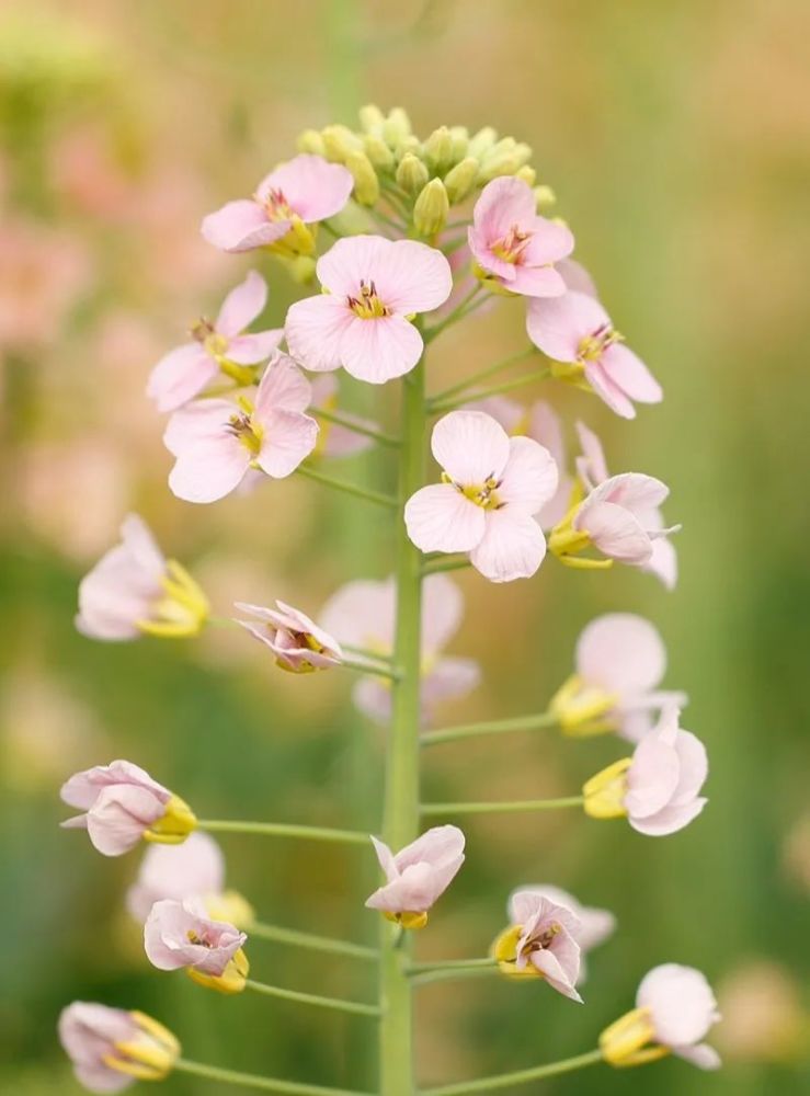 油菜花,五颜六色的!