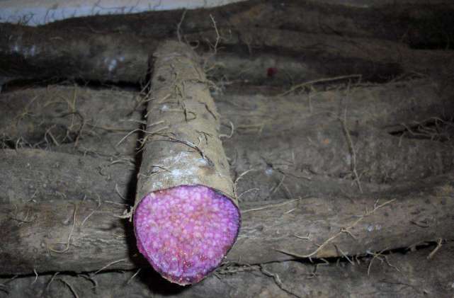 过去农民当猪食,今成独特养生品,人称"紫人参",一斤12受欢迎