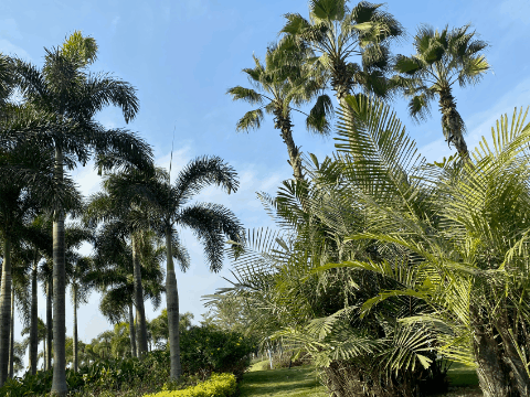 无敌海景,唯美黄昏,紫荆花海.深圳这个临海公园太美了吧!