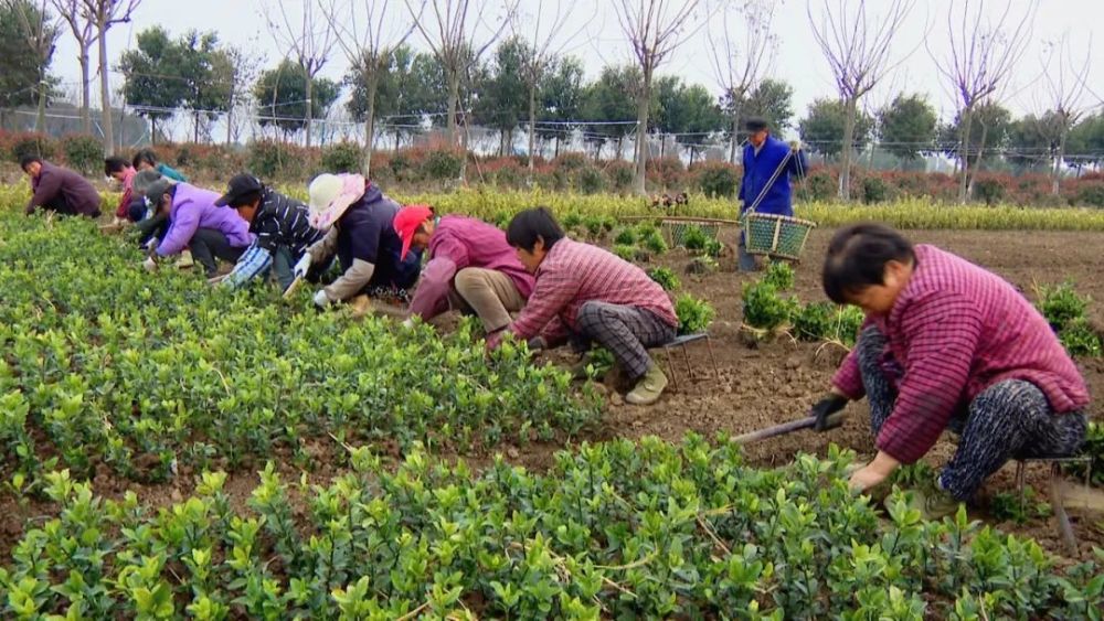 在湟里镇岗角村,趁着天气晴好,农户马兴芳雇了10余位村民,来帮着栽种