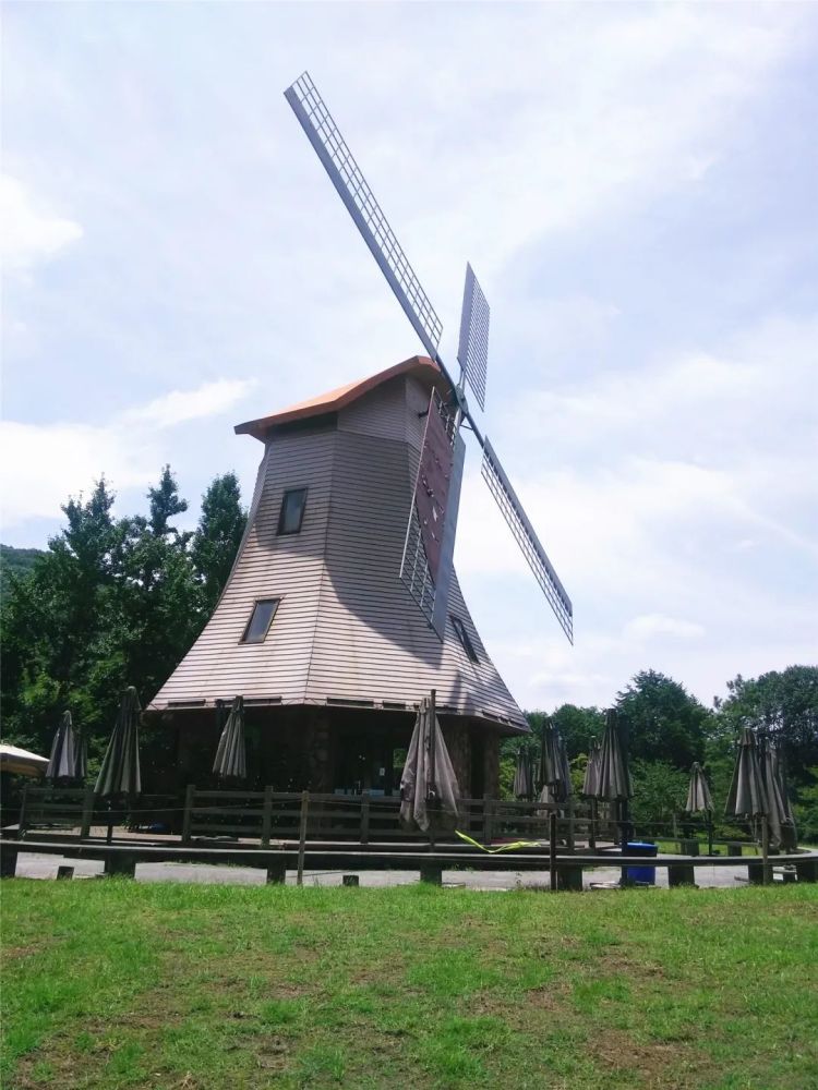 当郁金香撞上樱花雨太子湾公园就美成了诗