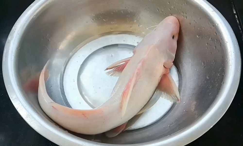 淮扬菜厨师长分享江苏经典美食白汁鮰鱼肉质软糯细腻鲜美异常