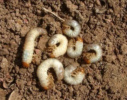 这个药效比辛硫磷高10多倍,能治几十种害虫,地下地