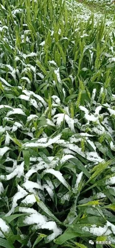 冻成这个样,小麦还有救吗?