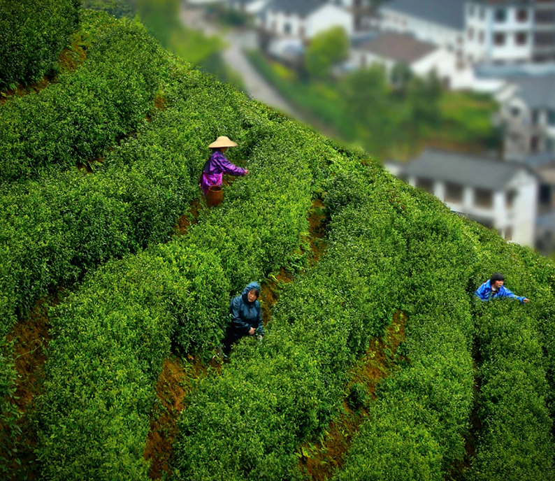 余杭三月飞雪径山茶可还好