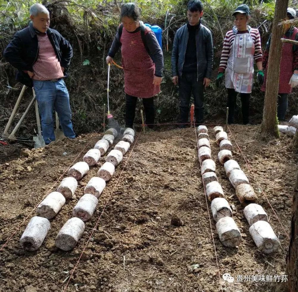 發展紅託竹蓀林下種植