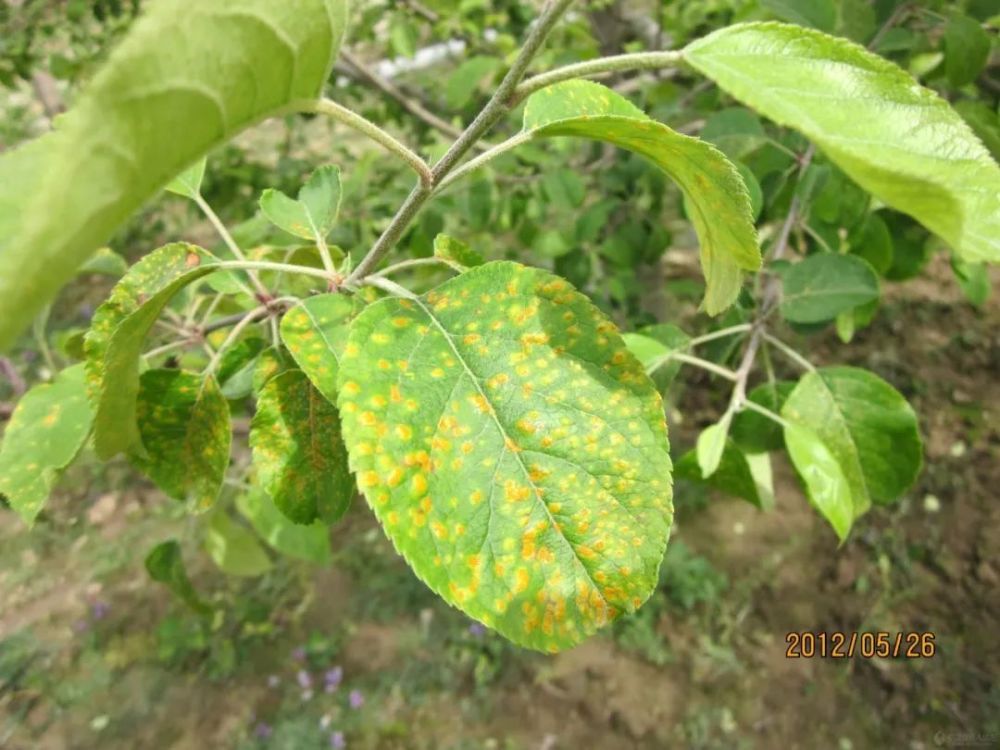苹果锈病又叫赤星病,羊胡子病,羊毛疔,苹桧锈病,是由担子菌亚门真菌