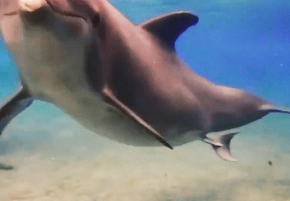 和人类不同,原来海豚是这样生宝宝的!_腾讯新闻