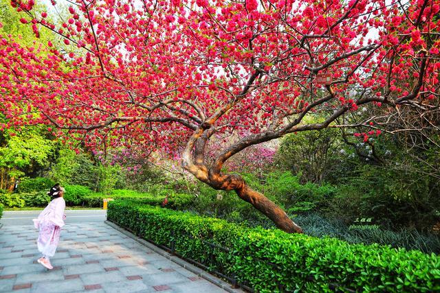碧沙岗公园姹紫嫣红,近万株海棠争相吐艳;往年这个时候正是郑州市海棠