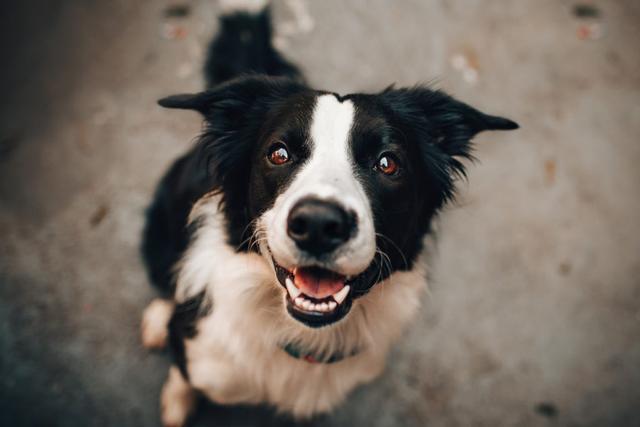 狗狗盯你的时候,它在想什么?