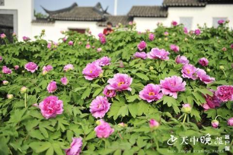国色天香汝南万株牡丹花海来了