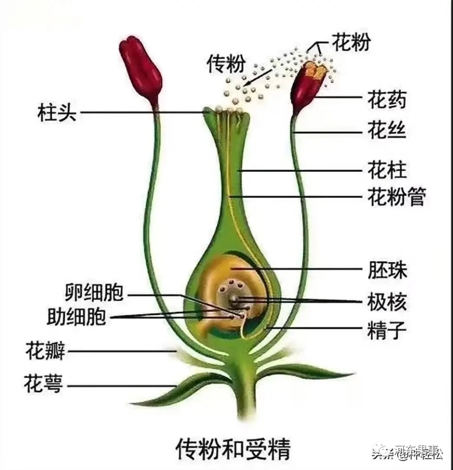 苹果花的结构示意图图片