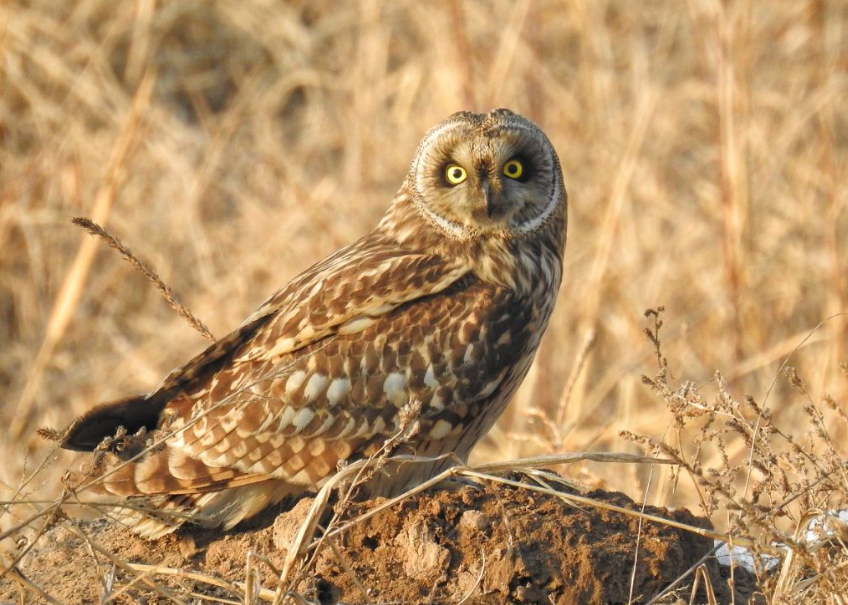 猛禽|当猛禽飞过大地时，大地早已不是曾经的模样！