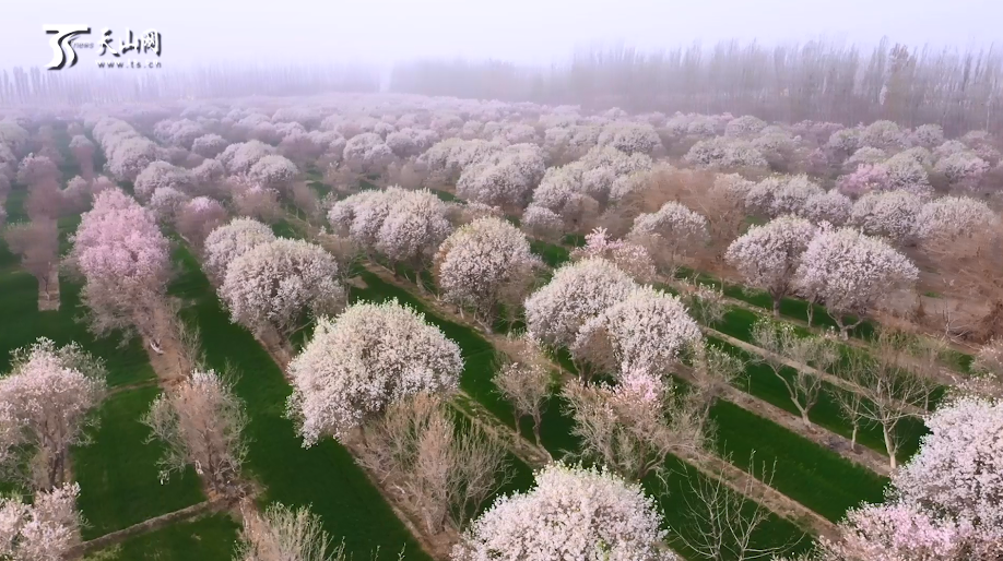 莎车近百万亩巴旦木花盛开汇成花海