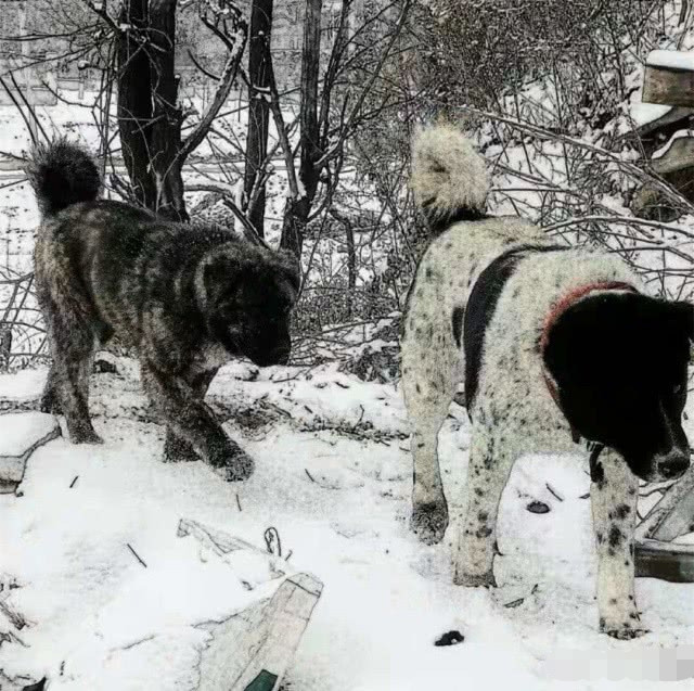 太行犬北方大笨狗現存種群很小小到幾乎瀕臨滅絕的地步僅有山西一代的