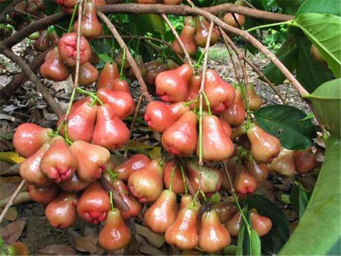 四季都挂果,产地常烂树下,却一斤卖23元,果农:便宜不了