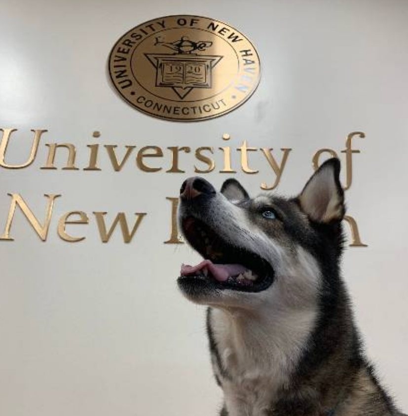 国外一只二哈太 正经 成了学校治疗犬 专陪同学们聊天上网课 腾讯新闻