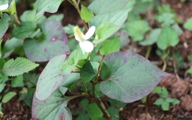 春食野 夏吃苦 春吃野菜正当时 这5种应季野菜是天然药物 腾讯新闻