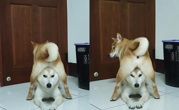 柴犬骑住自家哥哥胯下败将的柴犬一脸生无可恋场面非常搞笑