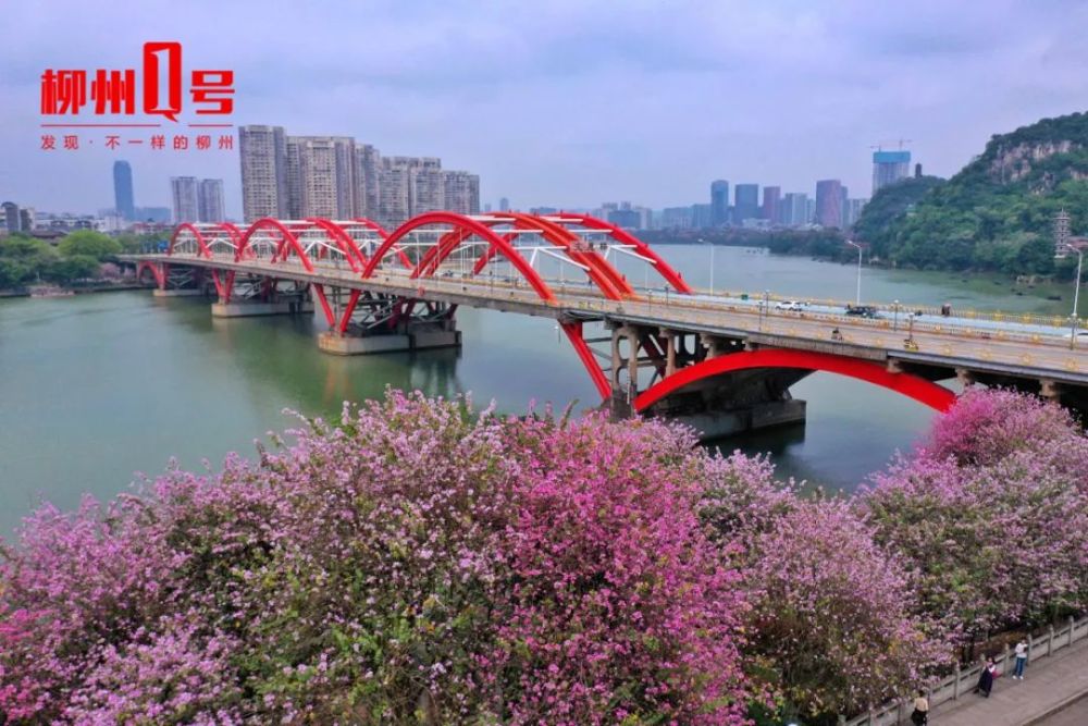 柳州竟藏着这样一家紫荆花书院 内景曝光 文艺气息爆棚 23日快约起 腾讯新闻