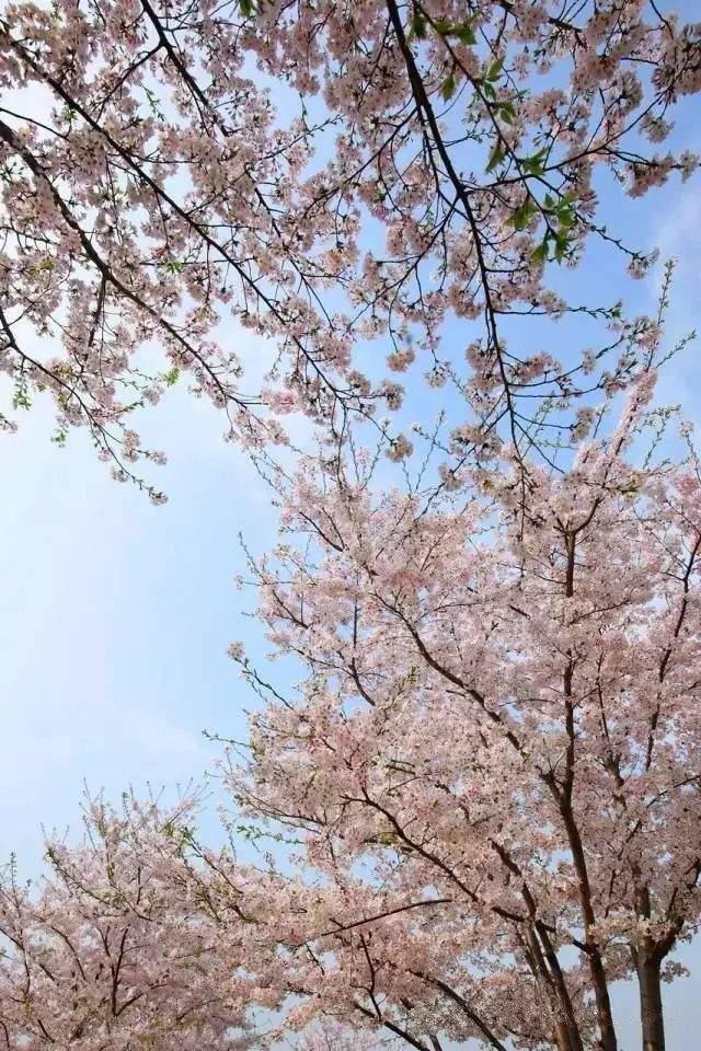 这些苏州的樱花炸裂你的少女心!