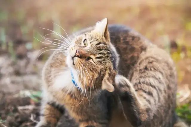 当然,很多猫咪平时也会喜欢抓抓耳朵,如果不是过度地抓挠,就不用担心.