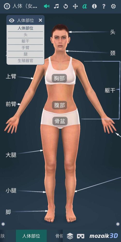 快速认识你身体各部位名称,再也不怕医生说什么你都听不懂