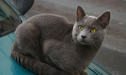 猫猫品种介绍图鉴11期 沙特尔猫 猫咪 沙特尔猫 夏特尔猫 俄罗斯蓝猫