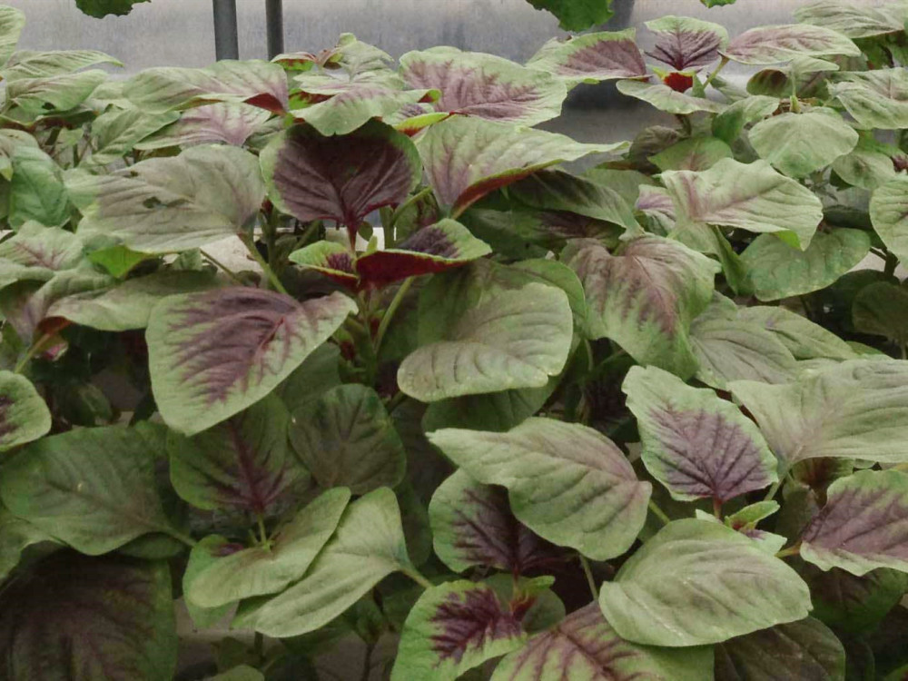 苋菜又名青香苋, 红苋菜,红菜,米苋等,为苋科以嫩茎叶供食用的一年生