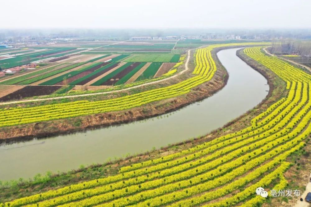 美到爆!飞"阅"亳州包河两岸油菜花海