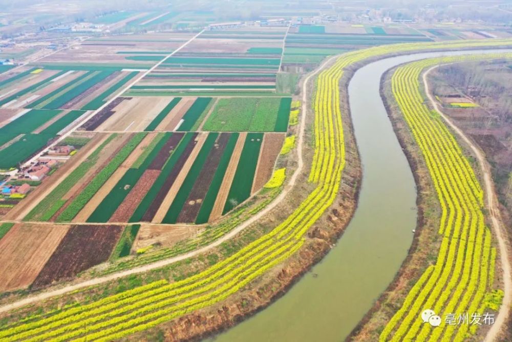 美到爆!飞"阅"亳州包河两岸油菜花海