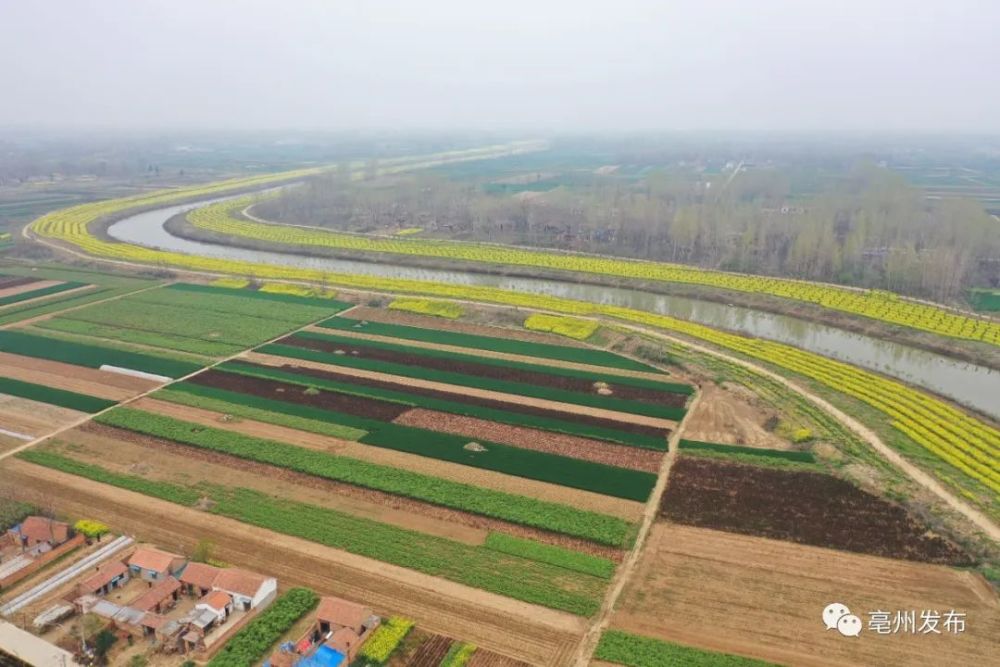 美到爆!飞"阅"亳州包河两岸油菜花海