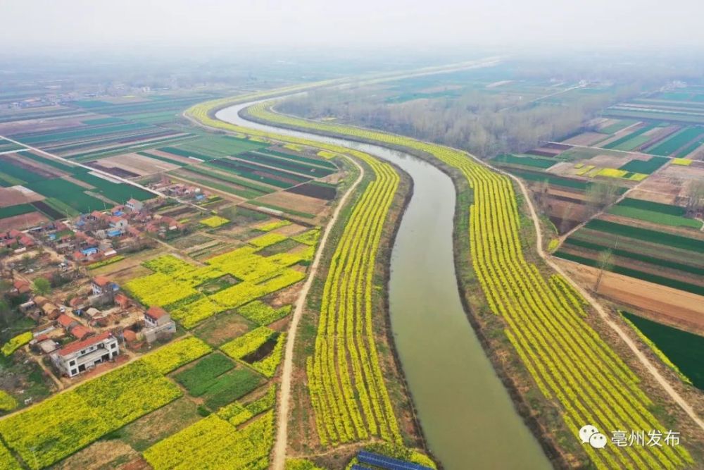 美到爆!飞"阅"亳州包河两岸油菜花海