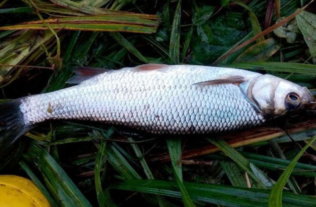 世界上最强的"僵尸鱼",晒成鱼干5年不死,入水3秒后立即复活_腾讯新闻