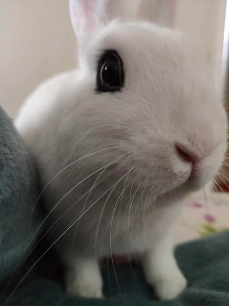 "意外得子" 略慌……零经验新手如何上手养兔?来看成功案例!