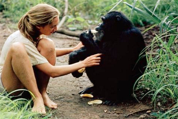 苏联科学家为进行人与黑猩猩实验找了5个女孩如今结果如何