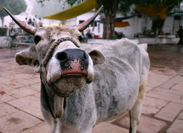 印度神牛身价高达2200万,配一次种5万,每天都要喝威士忌!