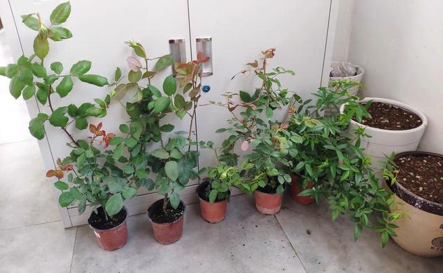 花盆里有小飞虫 不用喷药 简单1个方法 干净清爽 花草旺 腾讯新闻
