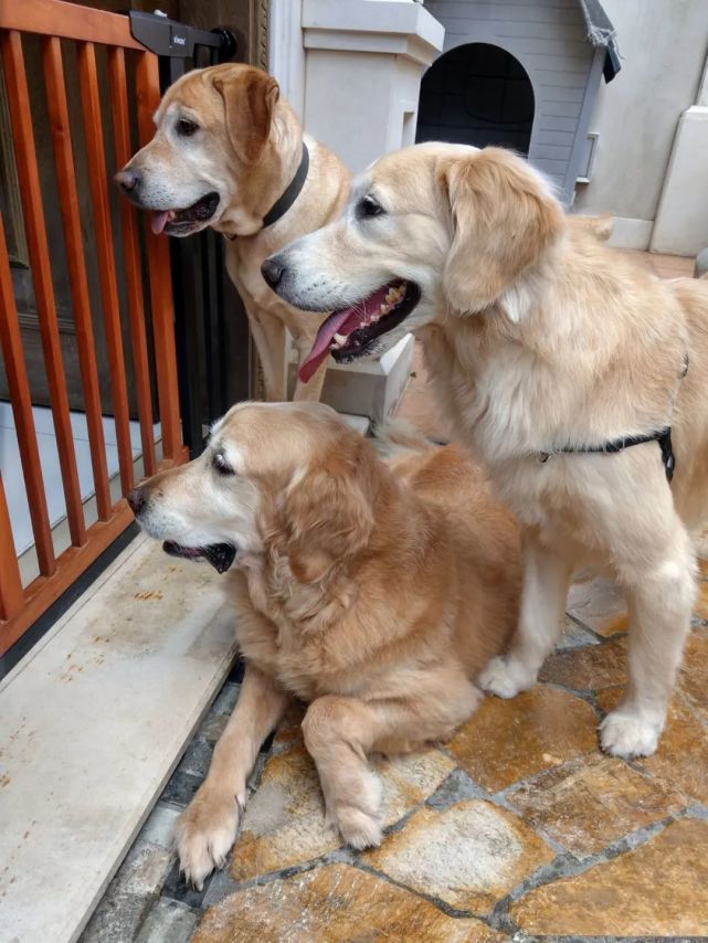 永恒警犬妈妈图片