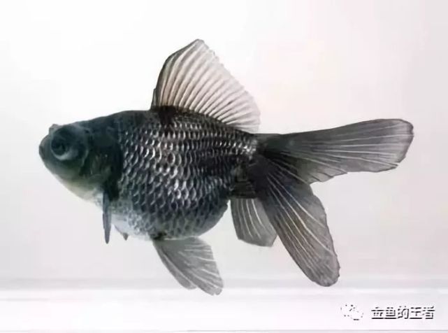 凤尾龙睛:除了我们耳熟能详的蝶尾龙睛之外,还有很多二料龙睛也非常