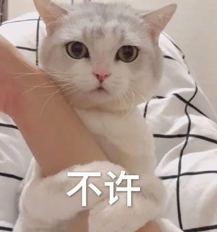 注意 90 的花卉都会让猫中毒 买花前请收藏这份黑名单 腾讯新闻