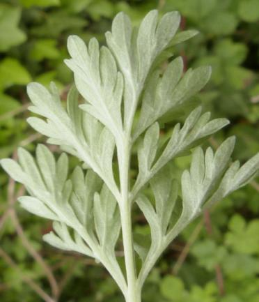 正反面及其花序 图片来源:上海植物志 & ppbc中国植物图像库南艾蒿