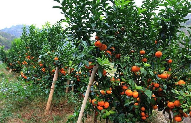 沙糖桔保花保果的时间